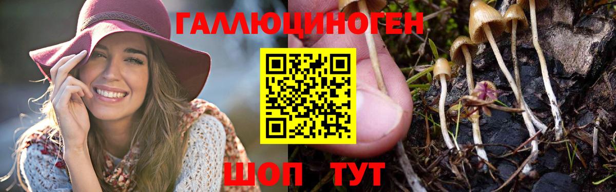 Галлюциногенные грибы мухоморы Ачинск